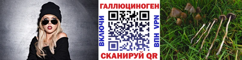 Псилоцибиновые грибы Cubensis  Заинск 